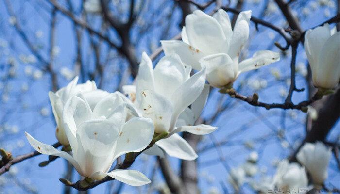 玉兰花寓意