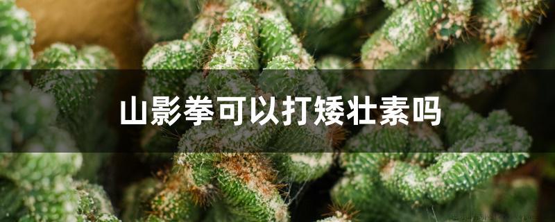 山影拳可以打矮壮素吗