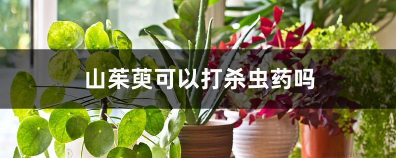 山茱萸可以打杀虫药吗