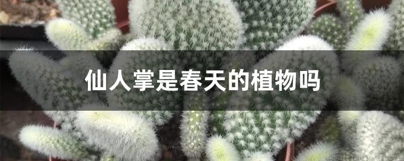 仙人掌是春天的植物吗