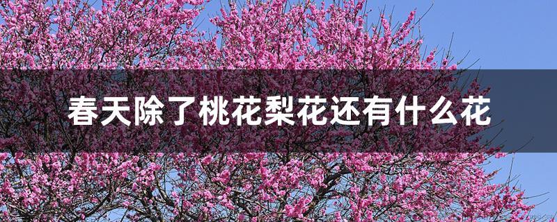 春天除了桃花梨花还有什么花