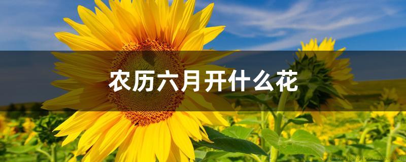 农历六月开什么花