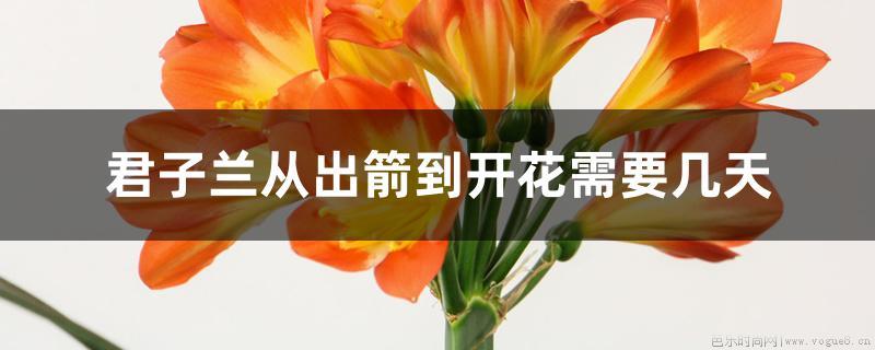 君子兰从出箭到开花需要几天