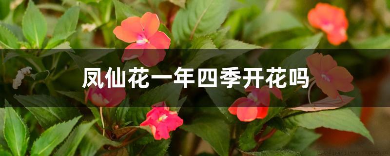 凤仙花一年四季开花吗