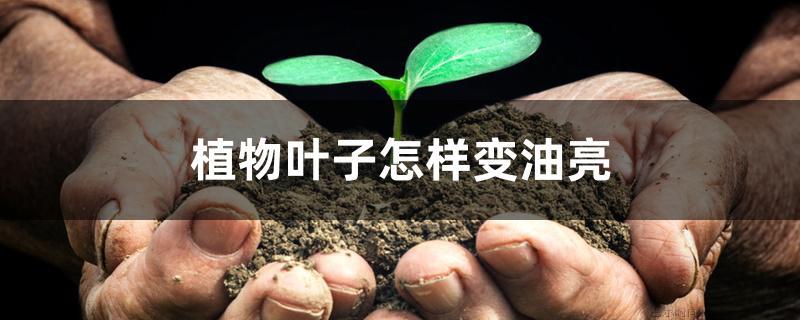 植物叶子怎样变油亮