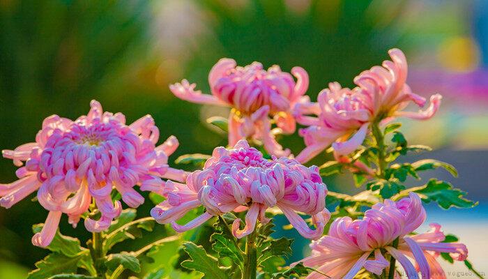 菊花代表什么意思