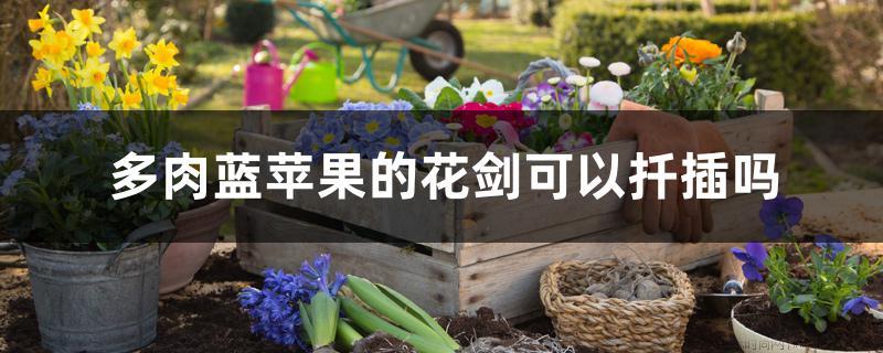 多肉蓝苹果的花剑可以扦插吗