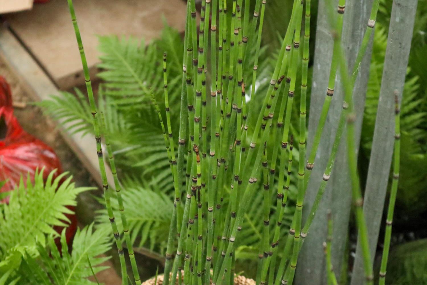 木贼种植方法，可以养室内吗