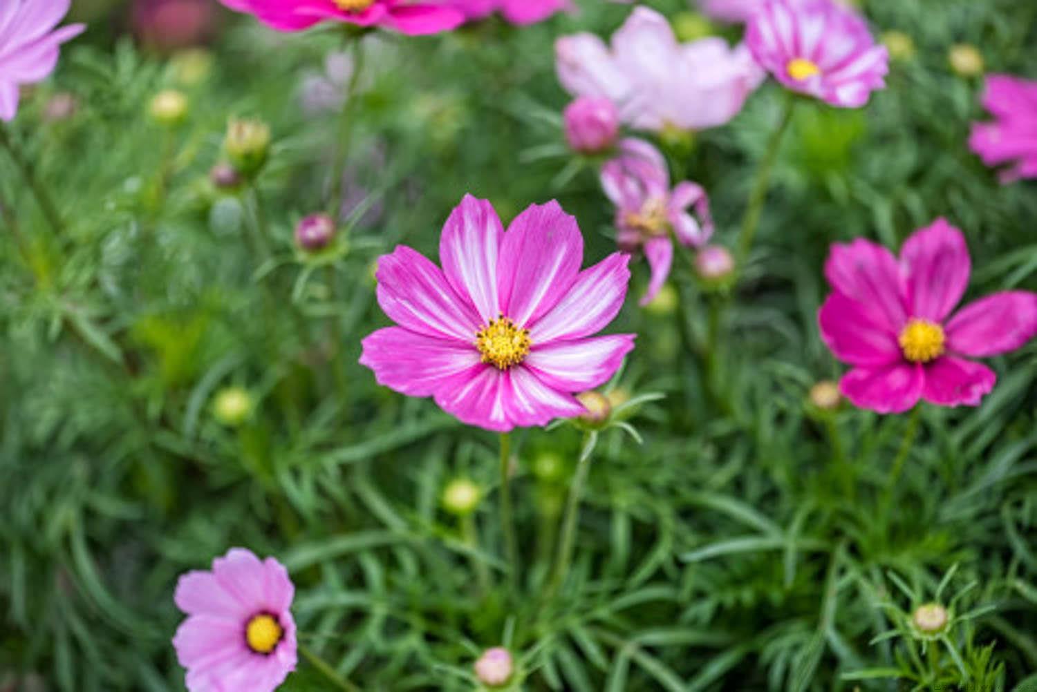 格桑花怎么繁殖，需要注意什么