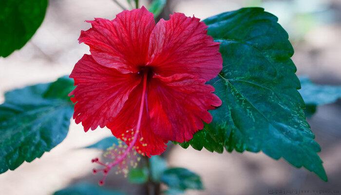 怎样养好芙蓉花