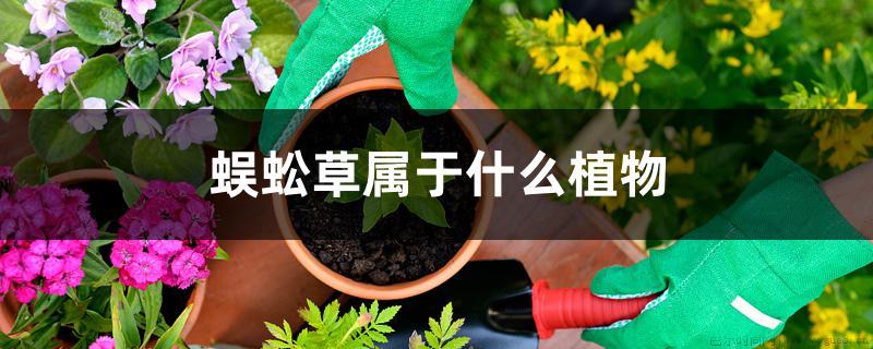 蜈蚣草属于什么植物