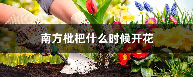 南方枇杷什么时候开花