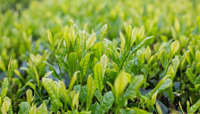 植物叶尖焦叶怎么办