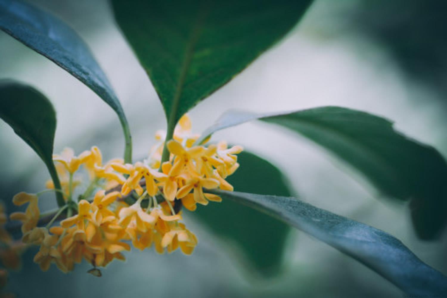 白色桂花和金色桂花的区别