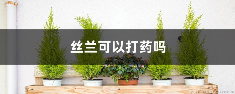 丝兰可以打药吗