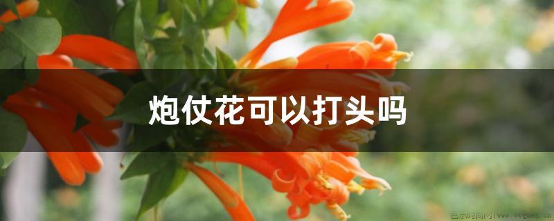 炮仗花可以打头吗