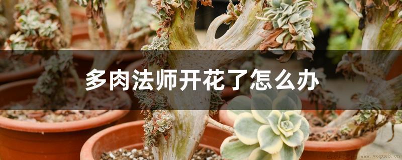 多肉法师开花了怎么办