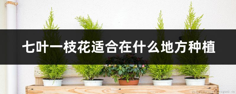 七叶一枝花适合在什么地方种植，种植时间