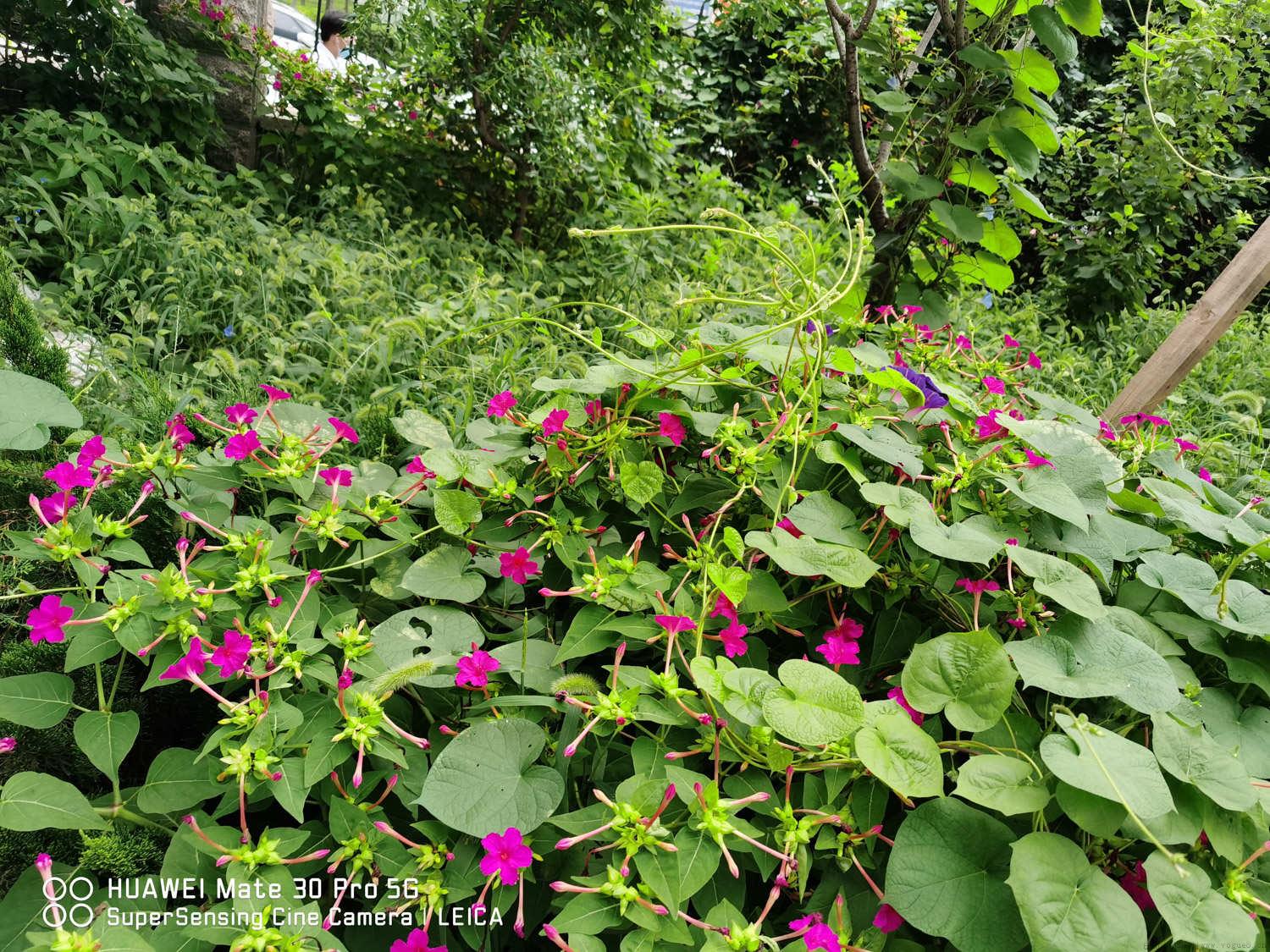 紫茉莉种子怎么种?紫茉莉催芽