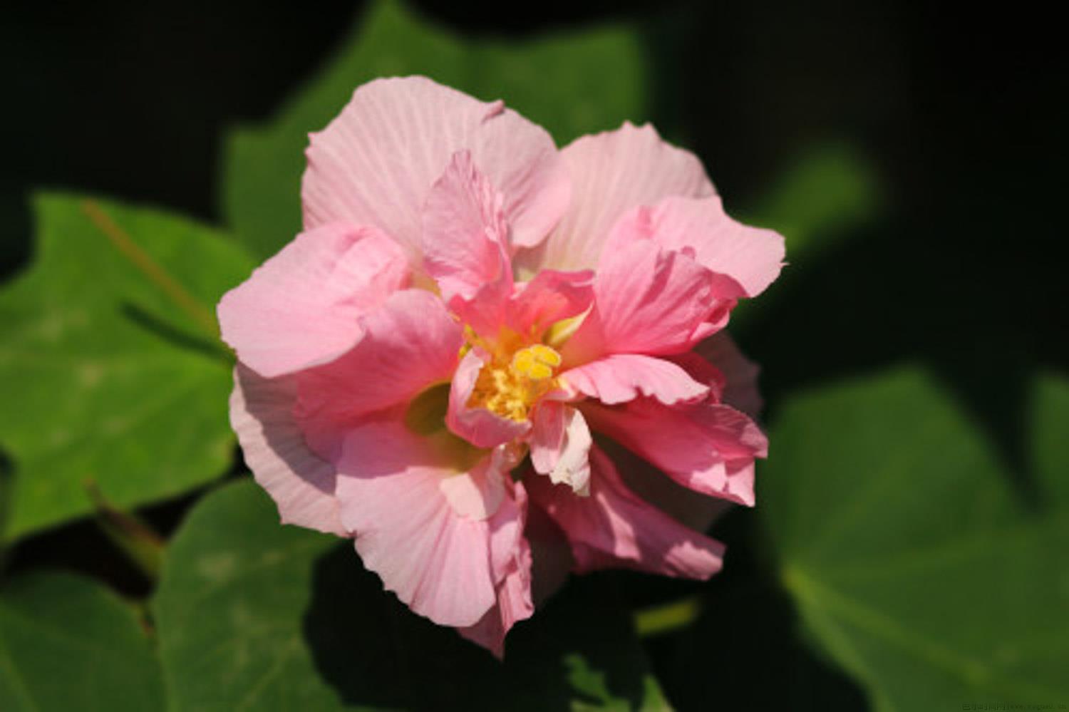 芙蓉花的寓意和花语 芙蓉花名字的由来