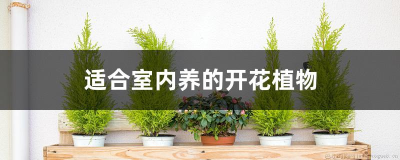 适合室内养的开花植物