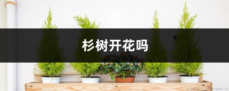 杉树开花吗，怎么养护