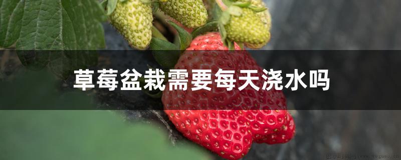 草莓盆栽需要每天浇水吗