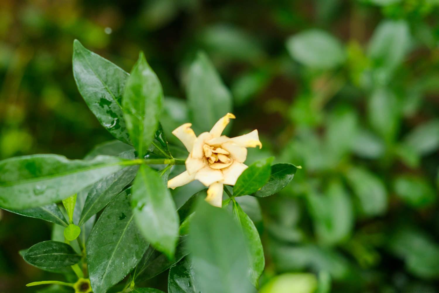 栀子花苞发黄掉了怎么办