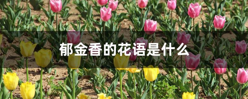 郁金香的花语是什么