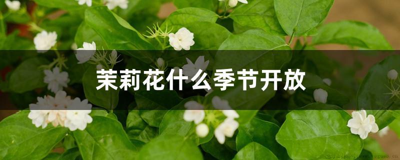 茉莉花什么季节开放