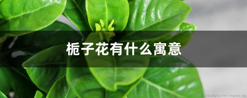 栀子花有什么寓意