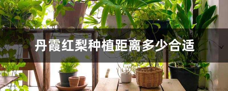 丹霞红梨种植距离多少合适