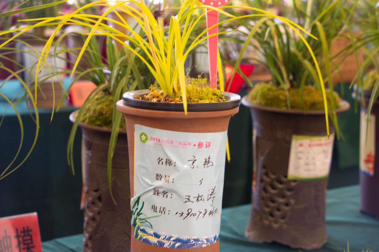 阳台养蕙兰不开花的关键原因，如何促进开花