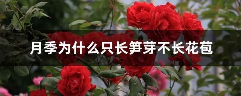 月季为什么只长笋芽不长花苞