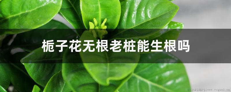 栀子花无根老桩能生根吗