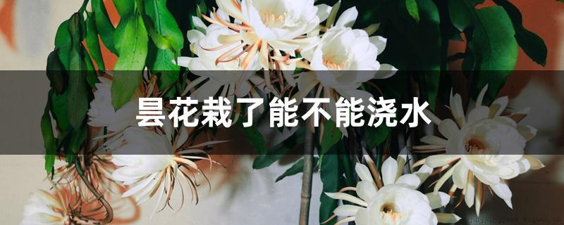 昙花栽了能不能浇水