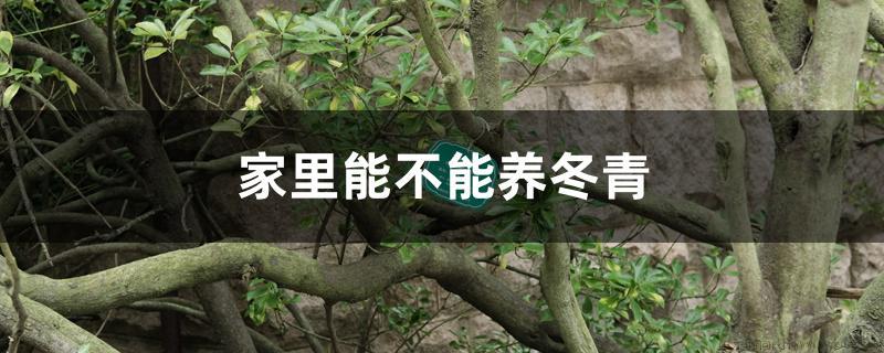 家里能不能养冬青