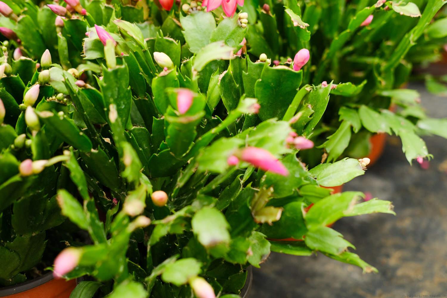 蟹爪兰不同颜色的花语，花期如何养护