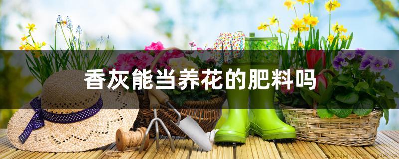 香灰能当养花的肥料吗