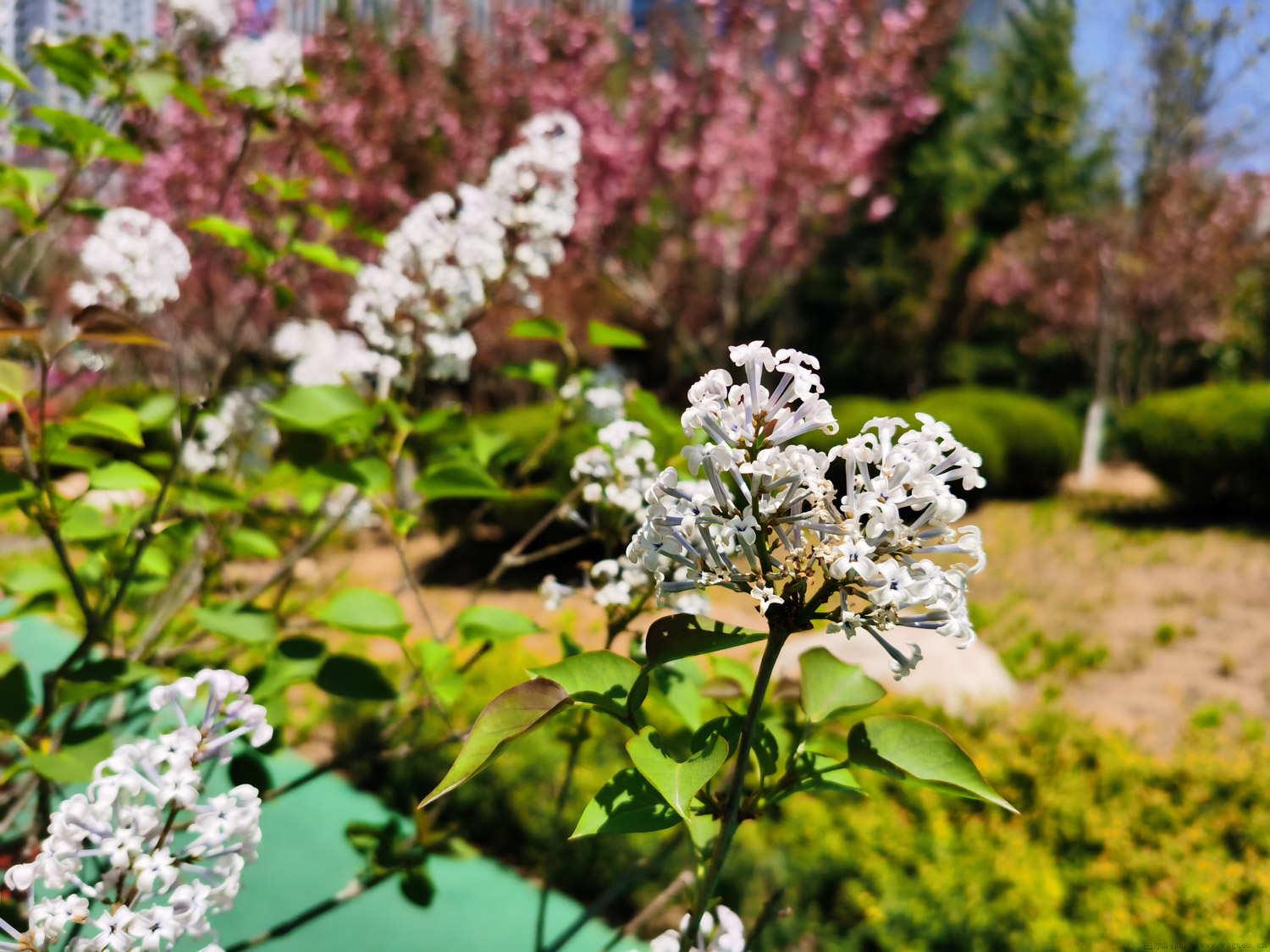 丁香花掉叶子是怎么回事，叶子尖像烧焦