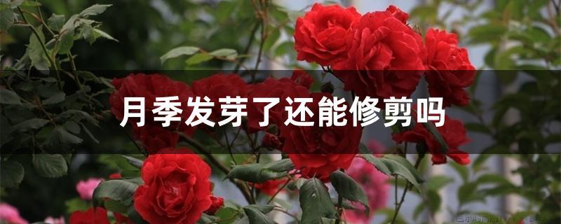 月季发芽了还能修剪吗