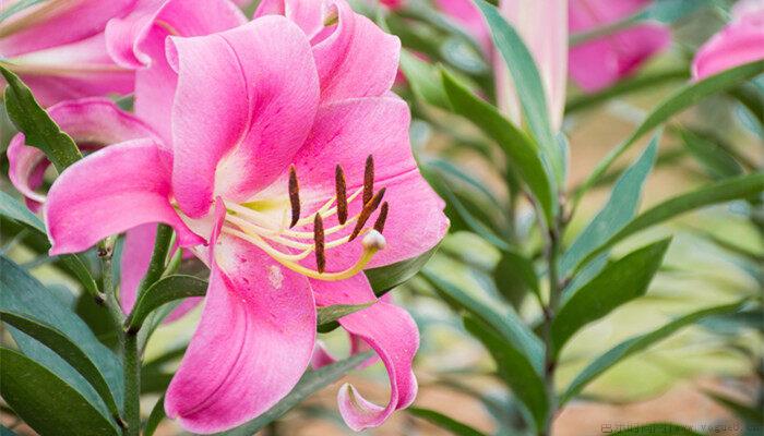 百合花一年开几次花期