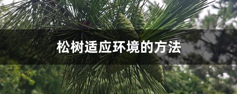 松树适应环境的方法