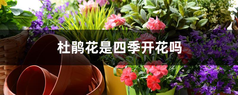 杜鹃花是四季开花吗