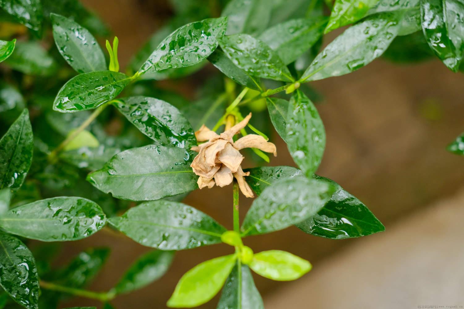 栀子花冬天怎么养护，耐寒吗