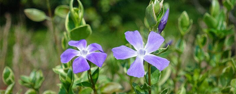 长春花茎枯病原因