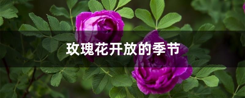 玫瑰花开放的季节