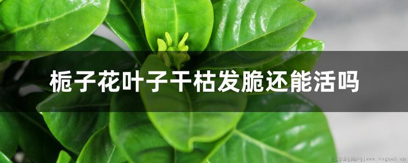 栀子花叶子干枯发脆还能活吗