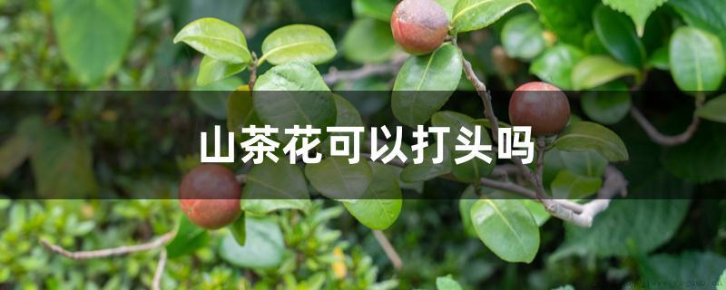 山茶花可以打头吗