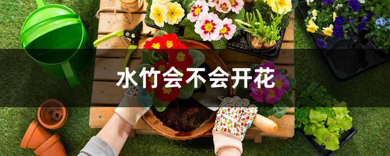 水竹会不会开花